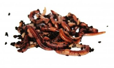 Dendrobena 15ks