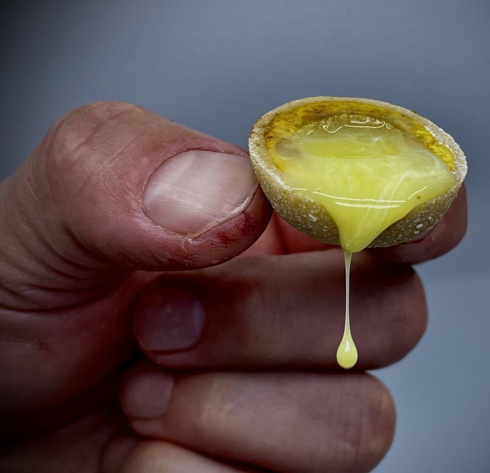 LK BAITS Nutrigo Extra Cheese 200ml 20mm