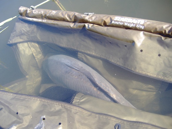 STARBAITS Vážící sak Monster Weight Sling