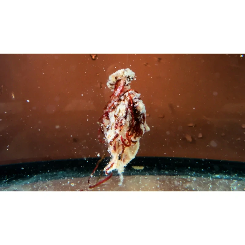 ŠONŮV SOPEL Revoluční nástraha 85g