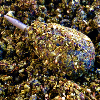 LK BAITS IQ Method Ready Mix Corn Honey 600g